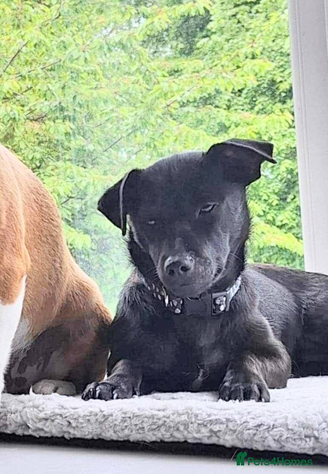 Mixed Breed dogs for adoption: Sweet but Shy Kuro Seeks Male-Only Home & Dog Pal - Image 3