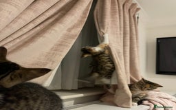 British Longhair cats for sale: 2 ADORABLE FLUFFY BRITISH LONGHAIR KITTENS LEFT!!! - Image 3