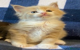 Maine Coon cats for sale: Beautiful Maine Coon Kitten - Champion Lines - Image 17