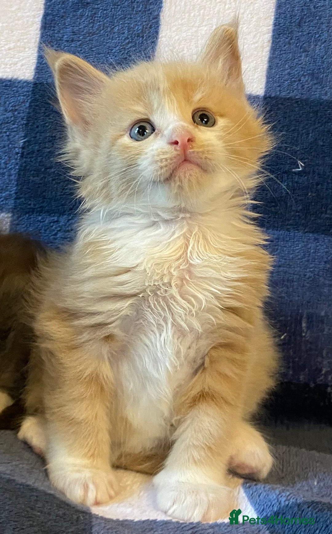 Maine Coon cats for sale: Beautiful Maine Coon Kitten - Champion Lines - Image 17