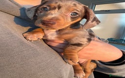 Miniature Dachshund dogs for sale: Beautiful dappled Miniature Dachshund - Image 1