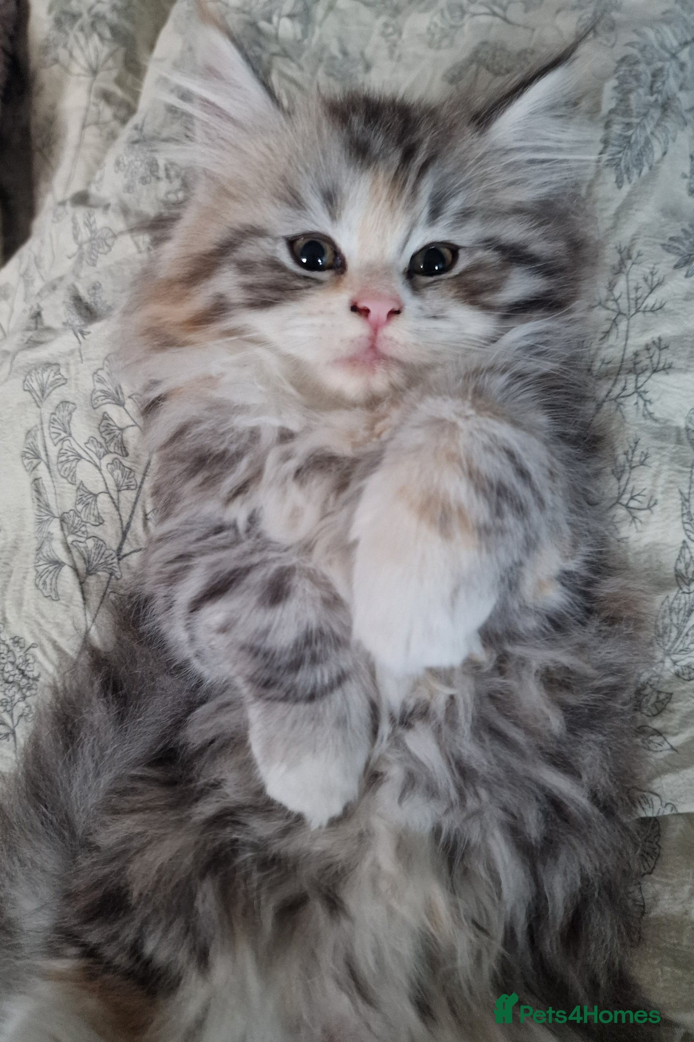 British Longhair cats Beautiful British kittens  - Advert 1