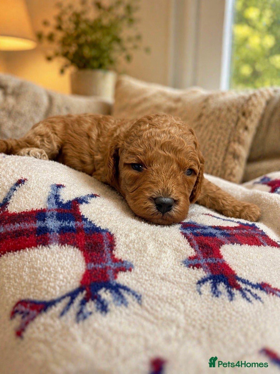 Cavapoo dogs extensively health tested toy cavapoo litter - Advert 7