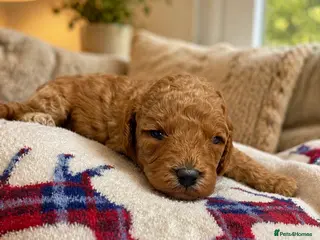 Cavapoo dogs extensively health tested toy cavapoo litter - Advert 7