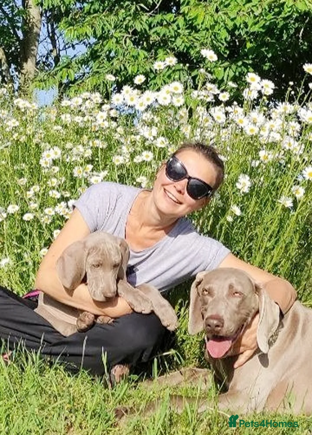 Weimaraner dogs for stud:  KC reg health tested Hipscored stud in Woodbridge - Advert 29