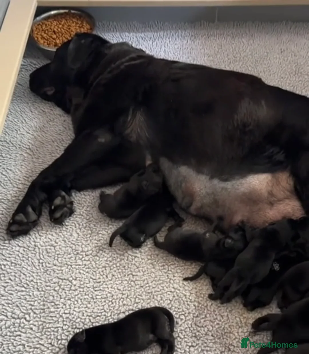 Labrador Retriever dogs for sale: Labrador puppys - Advert 6