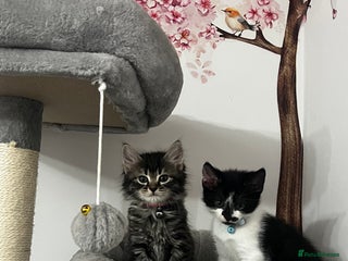 Mixed Breed cats Ready Now 1girl 2boys left ❤️ - Advert 13