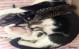Mixed Breed cats for sale: Kitten - Image 4