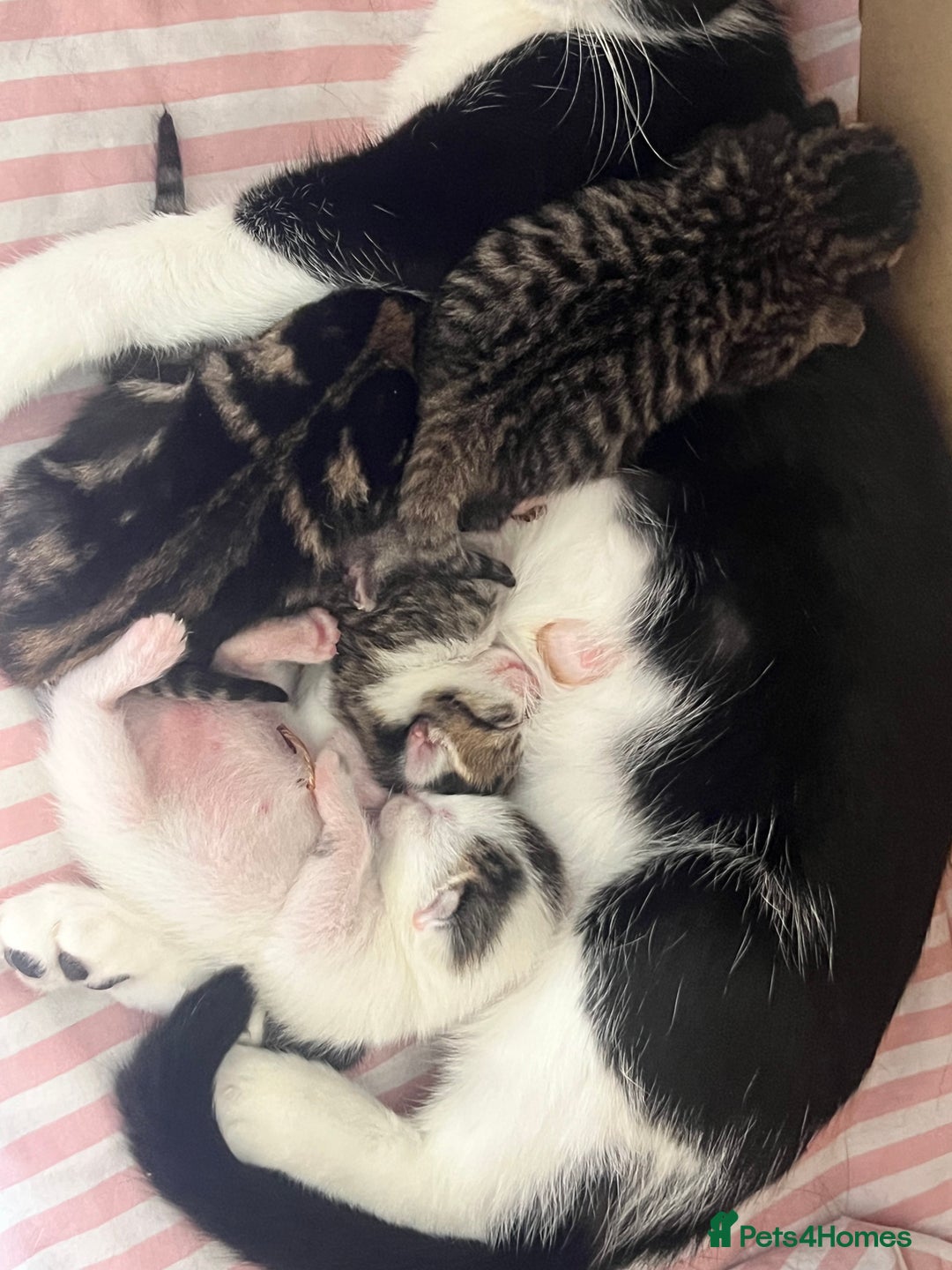 Mixed Breed cats for sale: Kitten - Image 4
