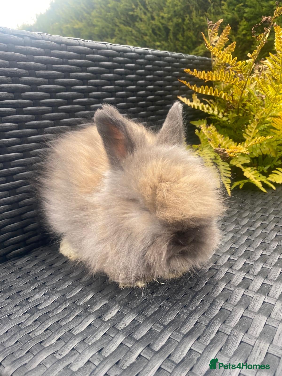 Angora rabbits Pure bred Angora bunnies £195 - Advert 2