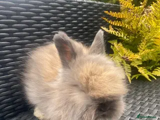 Angora rabbits Pure bred Angora bunnies £195 - Advert 2