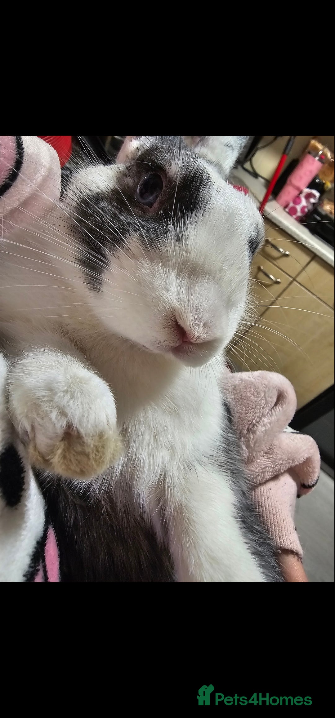 Harlequin rabbits for sale: Female and male rabbit for rehoming.  - Advert 2