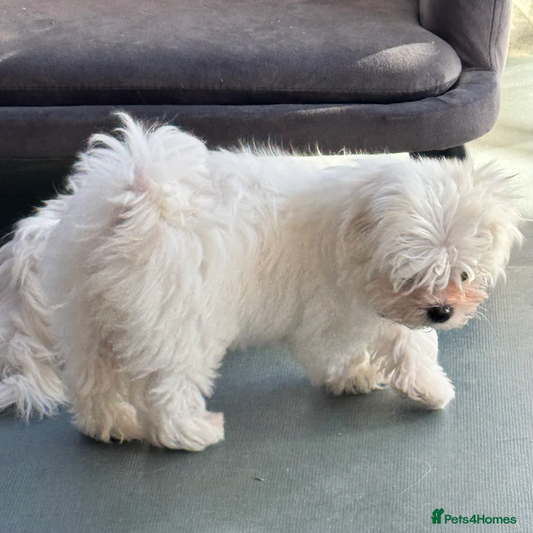 Maltese dogs for sale: Smallest Korean Maltese puppy’s available  - Advert 2