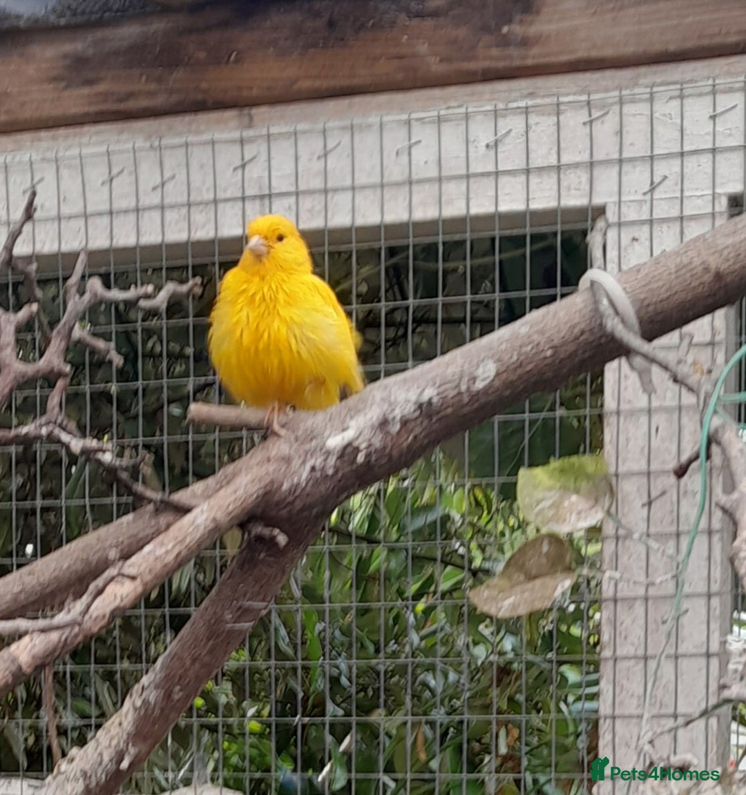 Finches birds for sale: Mixed aviary for sale.  - Image 10