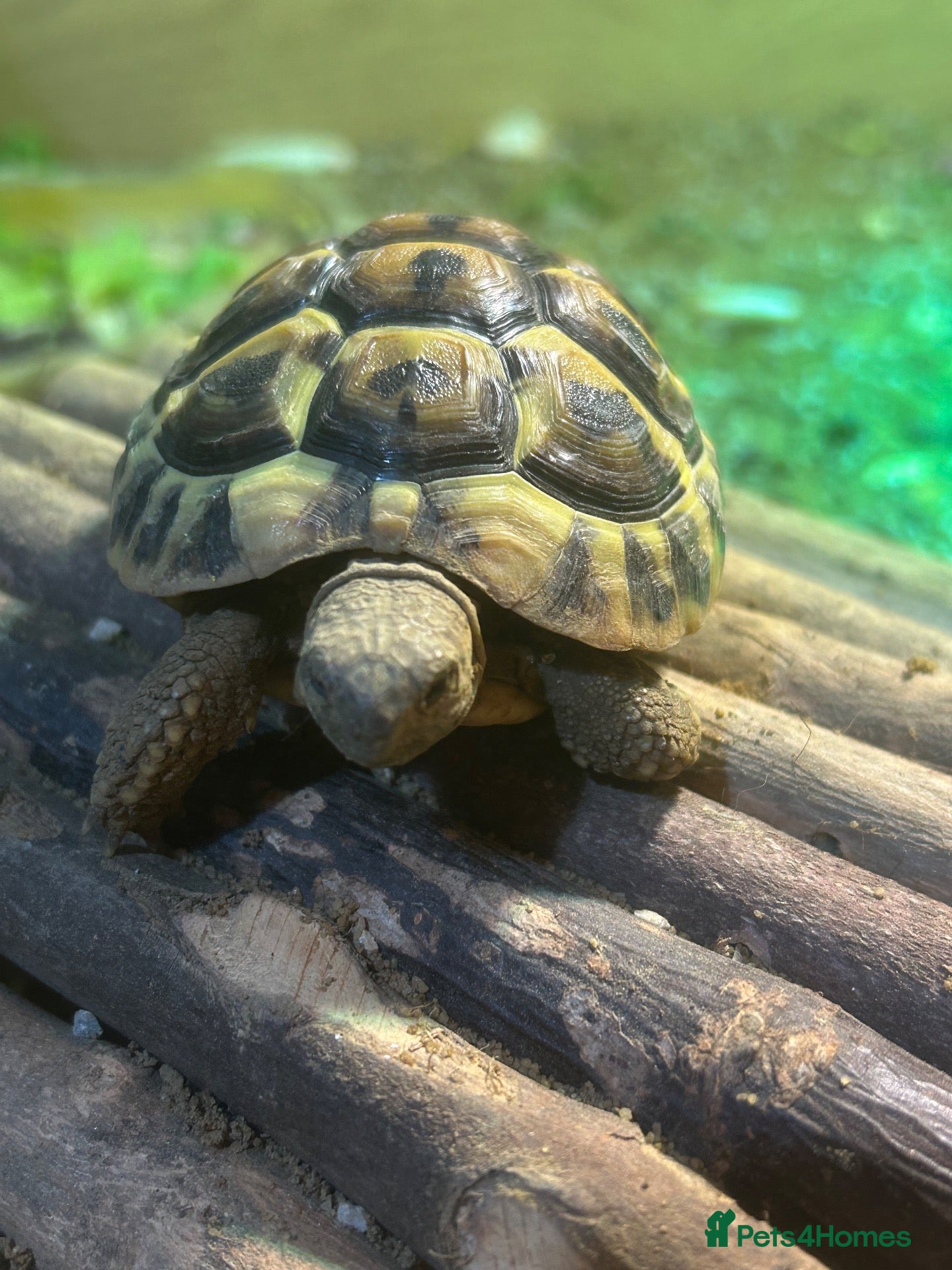 Hermann Tortoise reptiles for sale: Female tortoise and full set up  - Advert 2