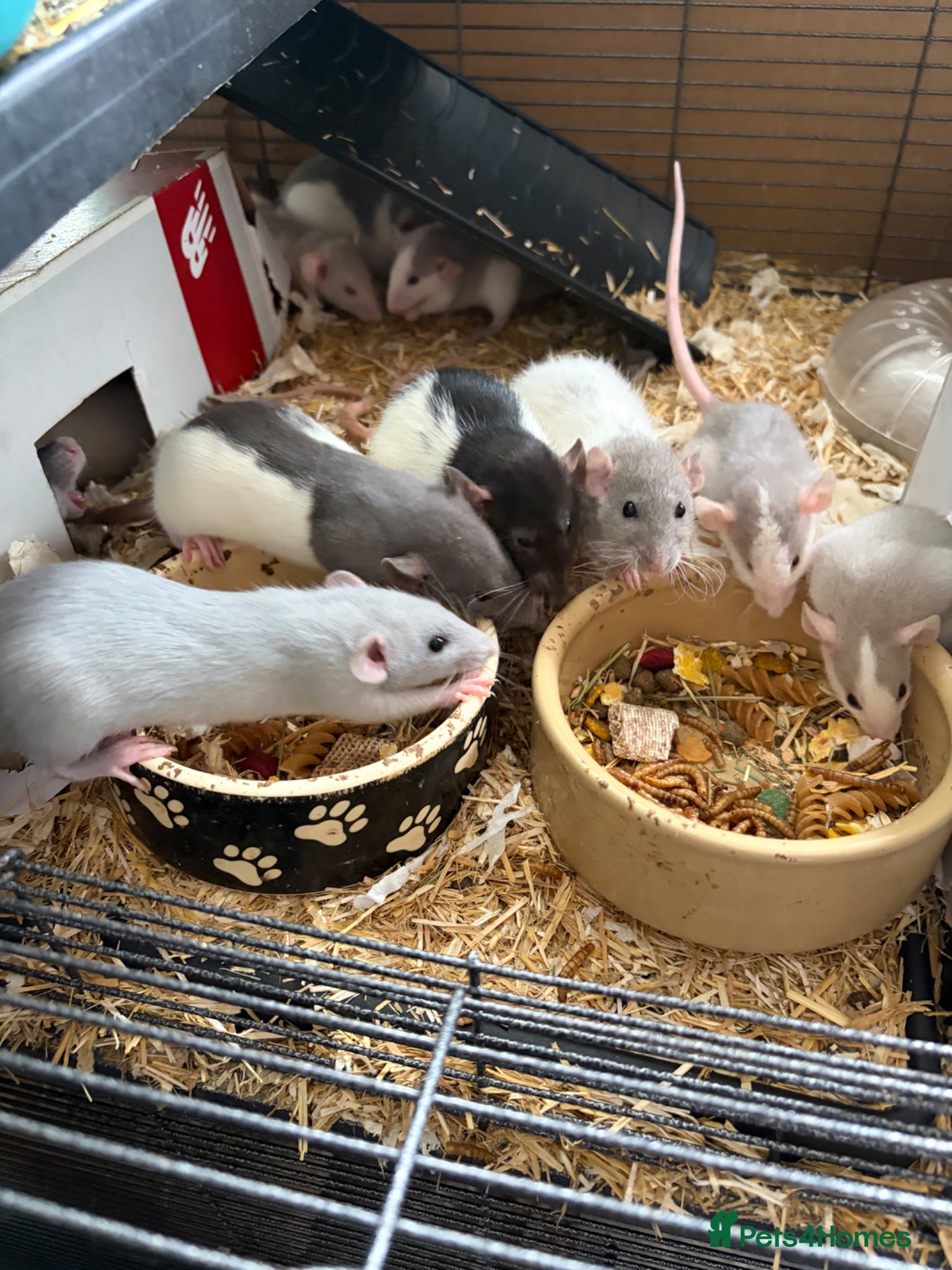 Rat rodents BEAUTIFUL BABY TAME RATS  - Advert 7