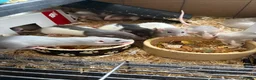 Rat rodents for sale: BEAUTIFUL BABY TAME RATS  - Advert 1