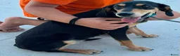 Mixed Breed dogs for adoption: Tilly needs a loving home  - Advert 1