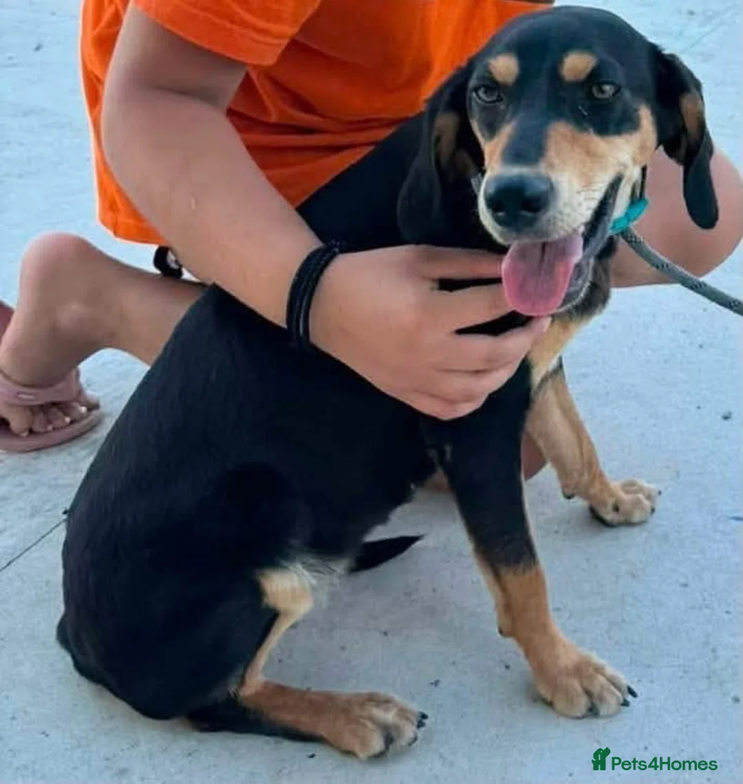 Mixed Breed dogs for adoption: Tilly needs a loving home  - Advert 1