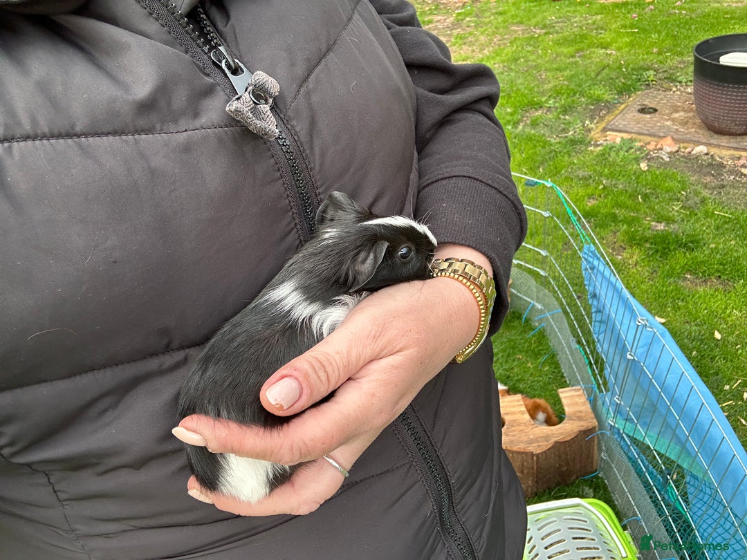 Guinea Pig rodents for sale: Baby Guinea Pigs ready now - Image 16