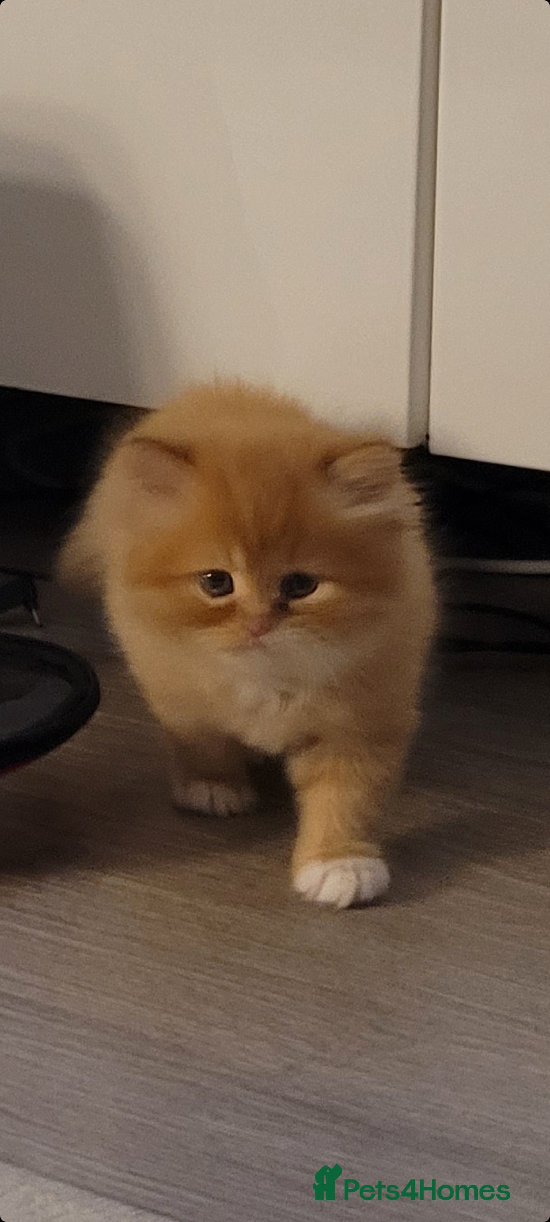 Persian cats for sale: 5 Gorgeous Persian Kittens up for sale! - Image 2