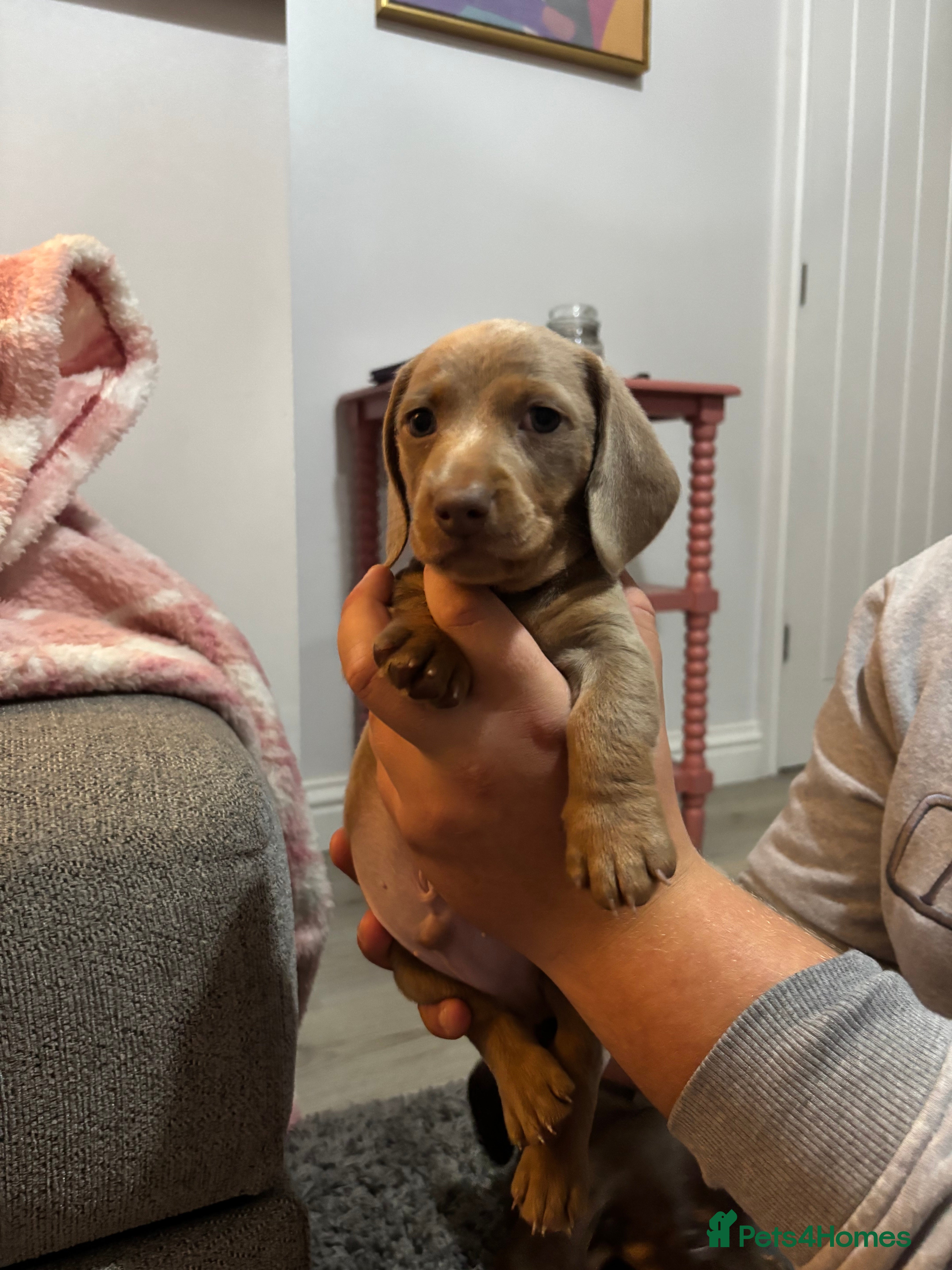 Miniature Dachshund dogs Kc registered miniature dachshunds - Advert 14