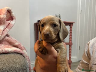 Miniature Dachshund dogs Kc registered miniature dachshunds - Advert 13