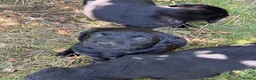 Labrador Retriever dogs for sale: Stunning black lab puppy’s  - Advert 3