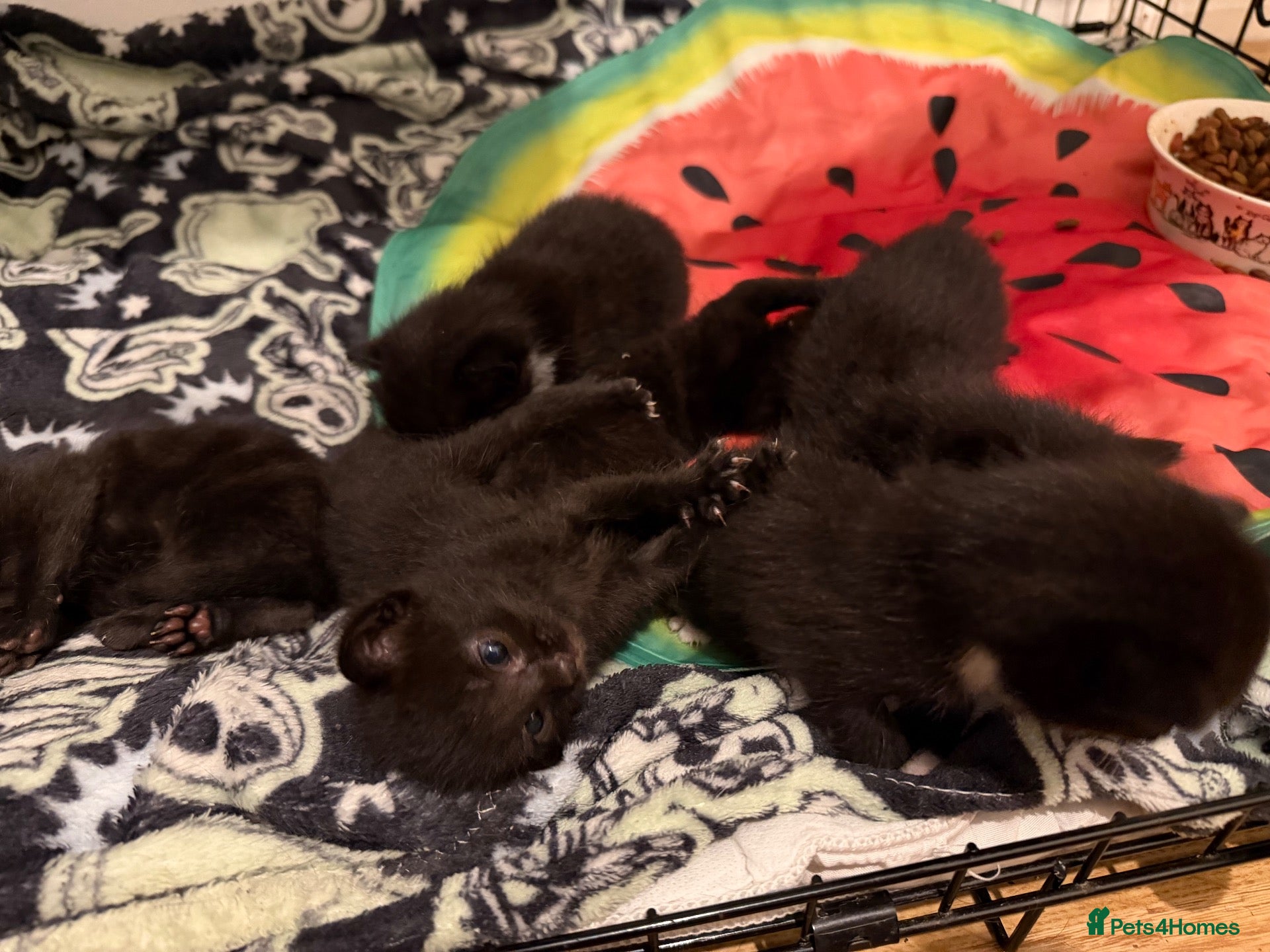 Bombay cats for sale: 6 cuddly kittens🖤 - Advert 1