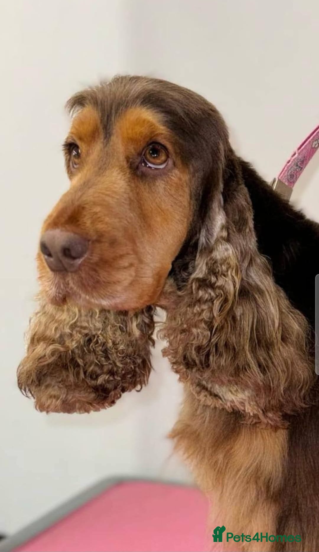 Roan Chocolate Sable Cocker Spaniel Puppies For Sale Chocolate