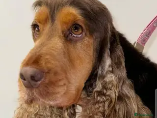 Cocker Spaniel dogs Chocolate Sable Show Cocker Stud - Advert 3