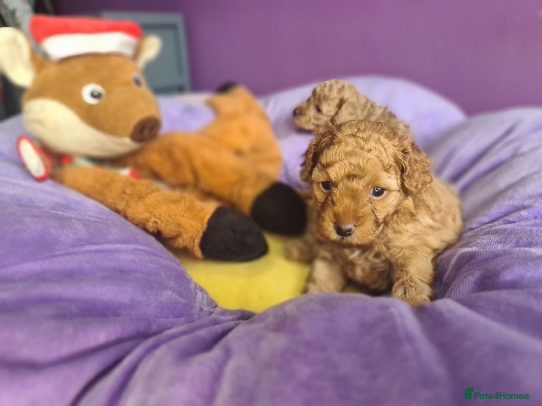 Toy Poodle dogs for sale: Mini TOY POODLES Last one boy available - Advert 11