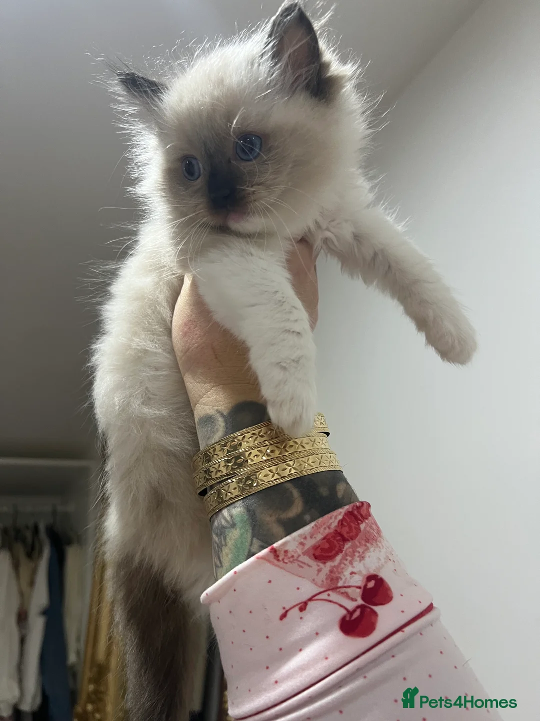 Ragdoll cats for sale: Reserved…Waiting list available - Advert 14