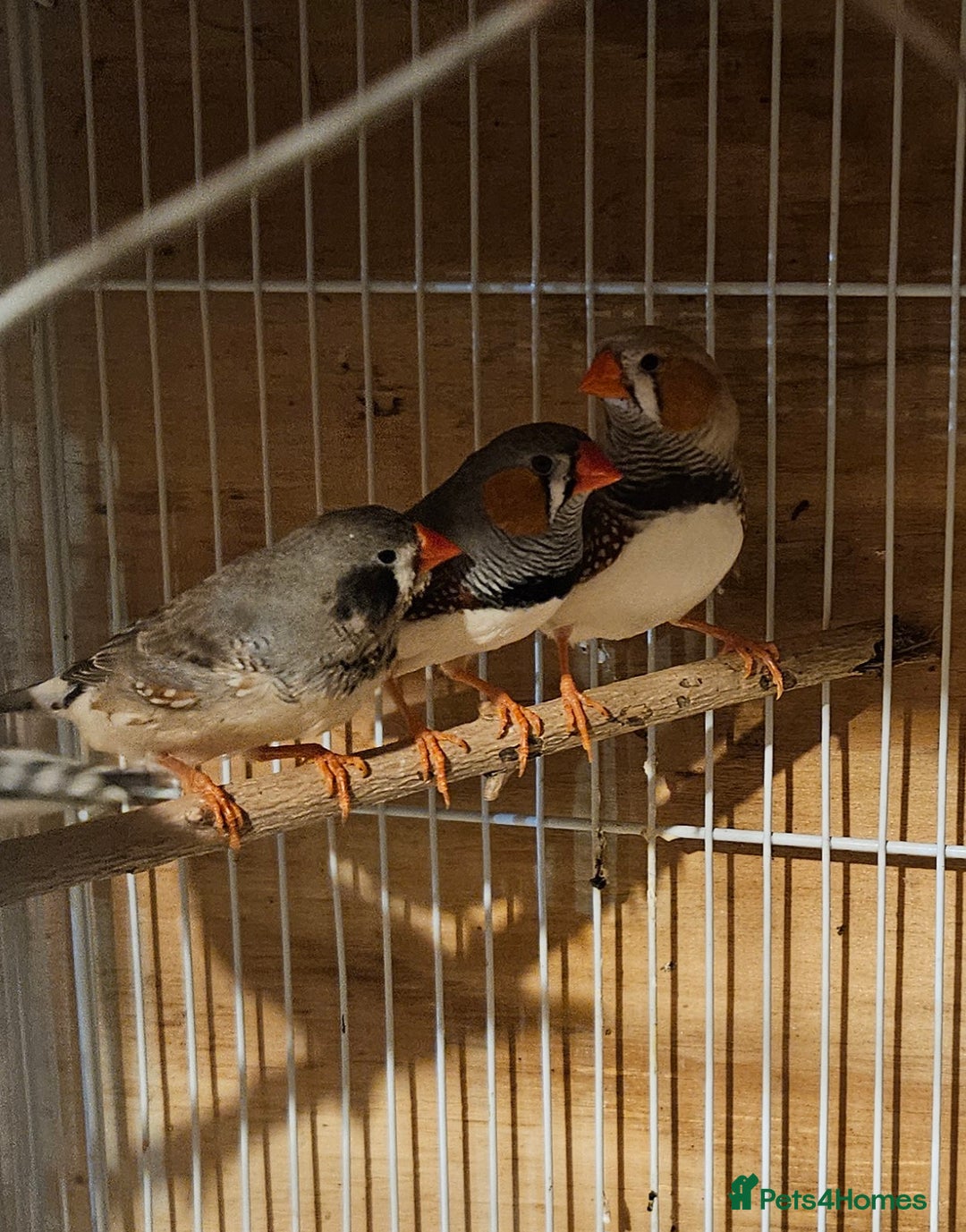 Finches birds for sale: Bengalese finches & Zebra Finches - Advert 15
