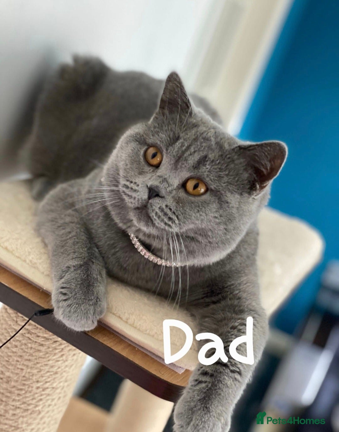 Scottish Fold cats for sale: SCOTTISH FOLD KITTENS - Advert 4