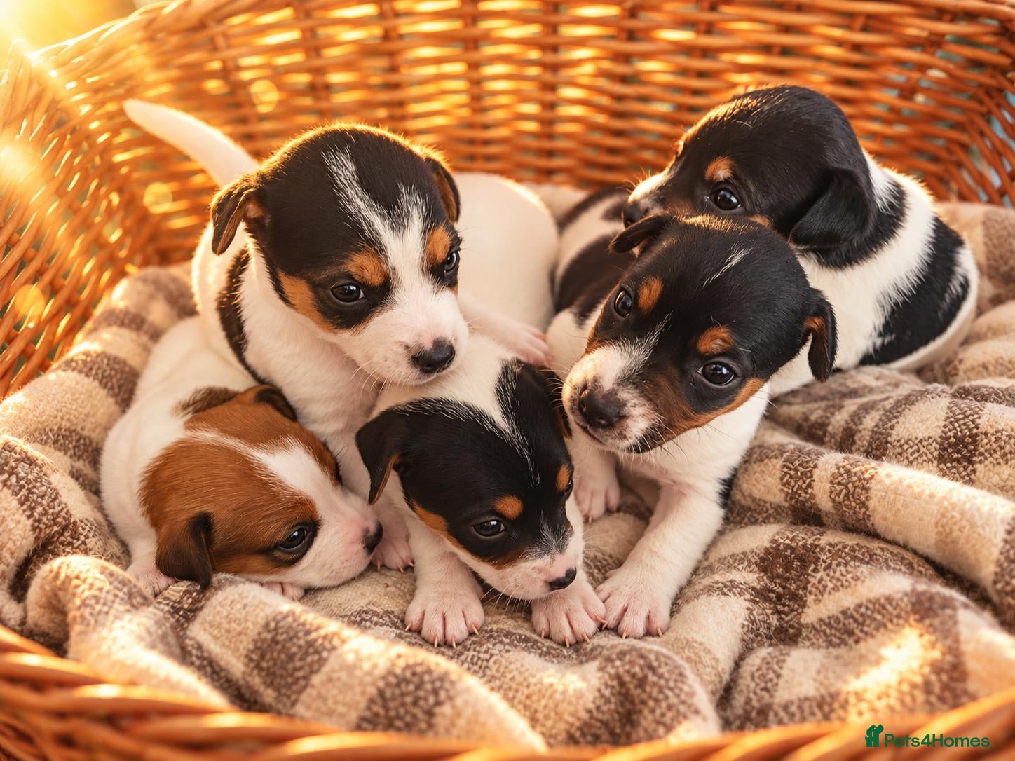Jack Russell dogs 5 Beautiful Jack Russell Puppies - Advert 10