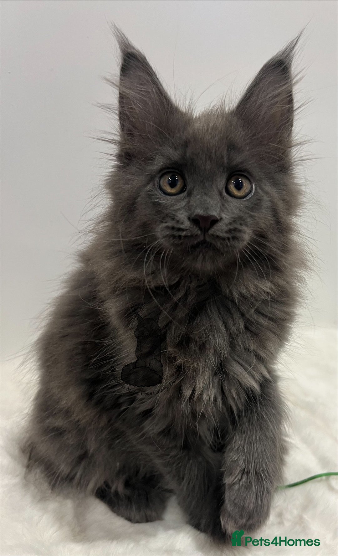 Maine Coon cats for sale: TICA blue female Maine Coon girl stunning nice  - Advert 5