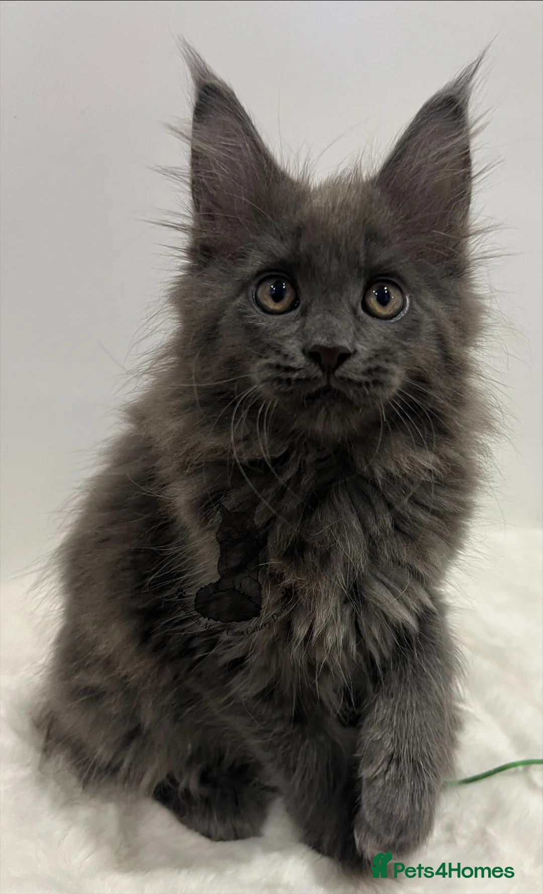 Maine Coon cats for sale: TICA blue female Maine Coon girl stunning nice  - Advert 5