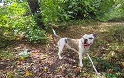 American Bulldog dogs for sale: Rescue Ozzy  - Image 3