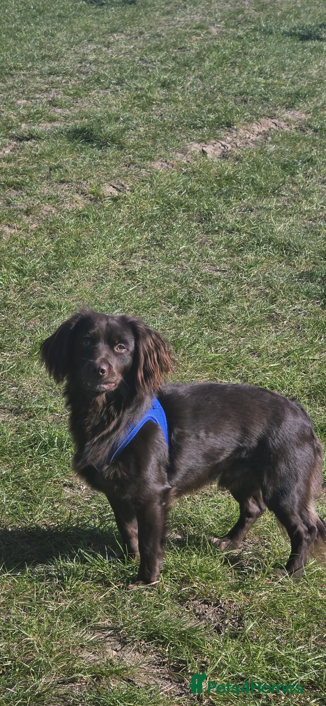 Mixed Breed dogs for sale: Male cocker spaniel cross jack russell  - Advert 2