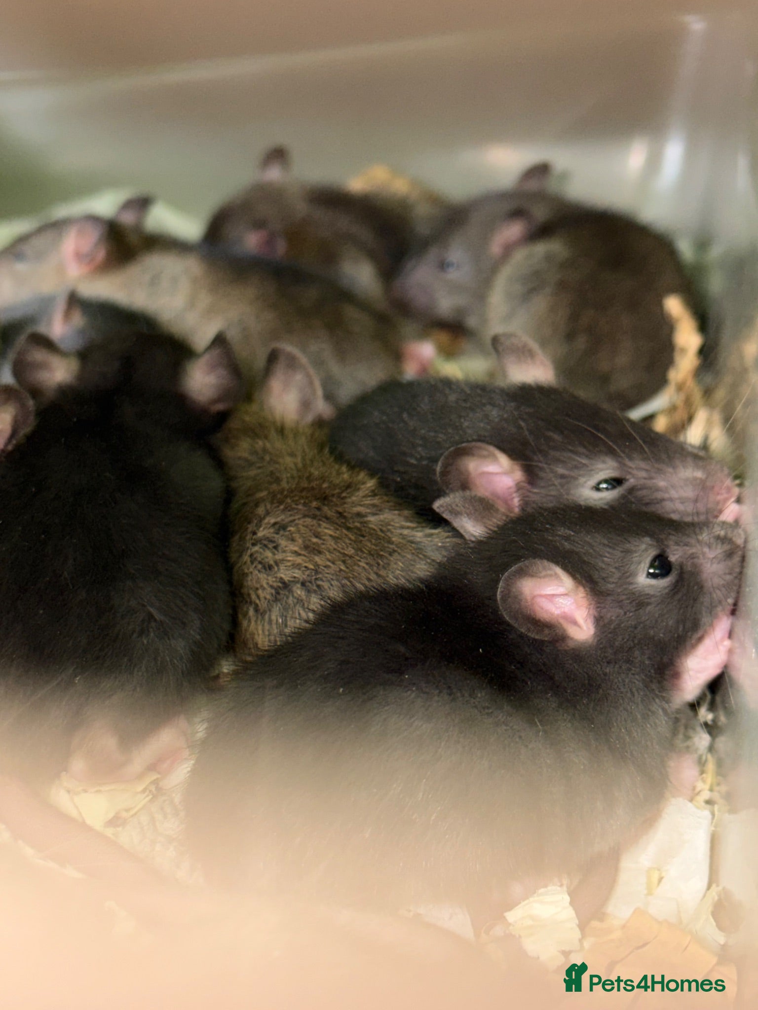 Rat rodents Baby rats  - Advert 1