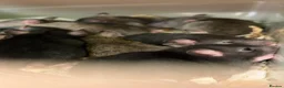 Rat rodents for sale: Baby rats  - Advert 1