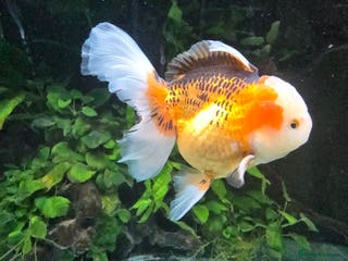 Fancy Goldfish fish Fancy Goldfish (Oranda & Ranchu) - Advert 4