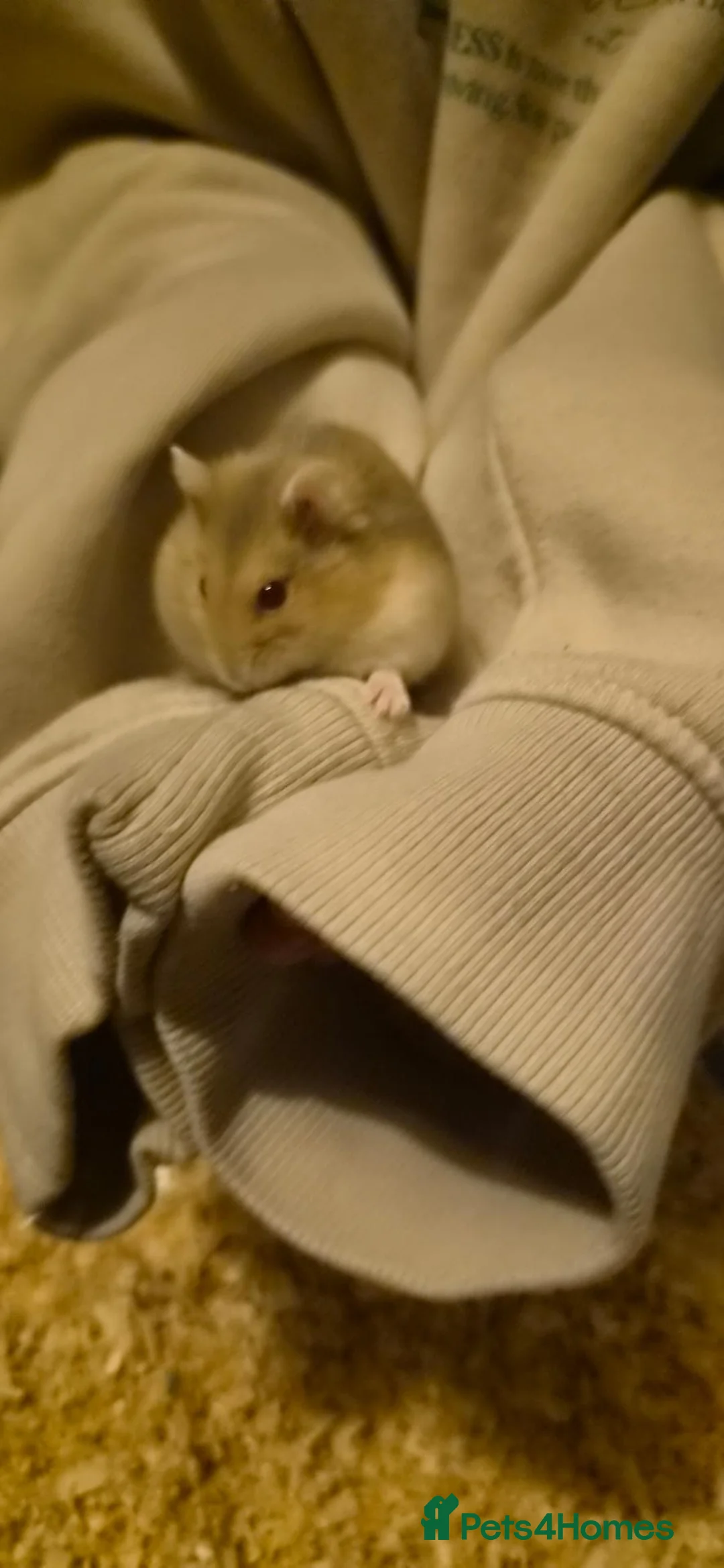 Hamster rodents for sale: Urgent Rehome Needed in North Shields - Advert 1