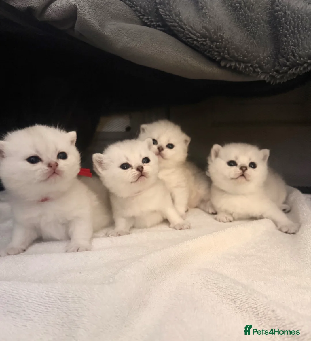 Scottish Fold cats for sale: Beautiful Scottish Folds/straight kittens - Advert 1