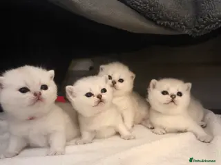 Scottish Fold cats Beautiful Scottish Folds/straight kittens - Advert 1