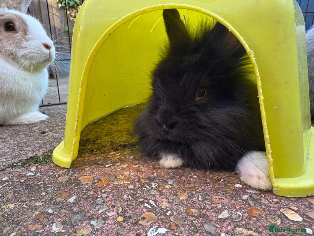 Mixed Breed rabbits for sale: Bunnies for sale *ready to leave* - Advert 6