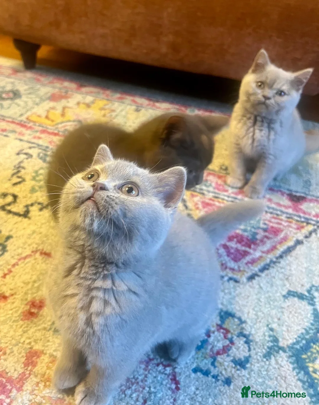 British Shorthair cats for sale: British shorthair females ready to leave soon GCCF - Advert 4