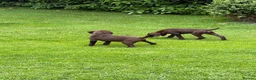 Mixed Breed dogs for sale: 💫3 Beautiful Pointer puppies💓💓💙💫 - Advert 9