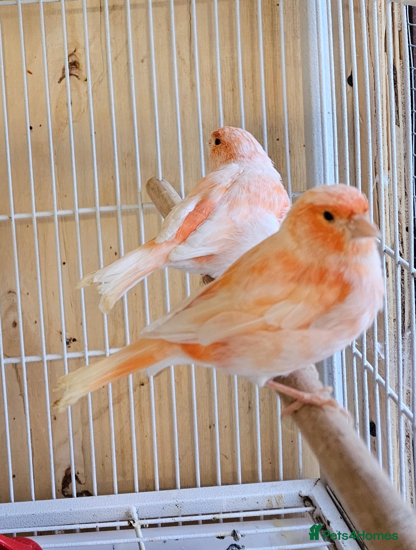 Canaries birds for sale: Beautiful canaries - Advert 1